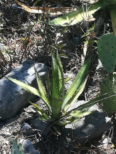 Image of Thorn-Crested Agave (Agave lophantha) by (c) Francisco Martínez González, some rights reserved (CC BY-SA)