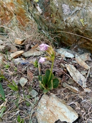 Primula pedemontana