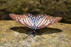 Cyclosia imitans