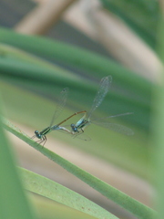 Ischnura capreolus