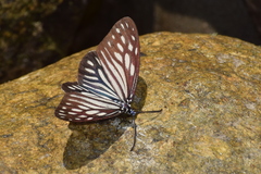 Cyclosia imitans