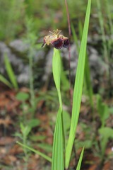 Tigridia rzedowskiana