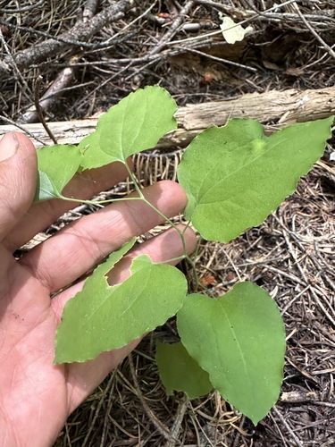 Image of English Peak Greenbrier (Smilax jamesii) by (c) Matt Berger, some rights reserved (CC BY)