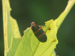 Huaina inca