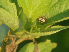 Leptinotarsa typographica