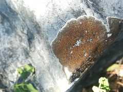 Squamulea galactophylla
