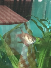 Gymnocorymbus ternetzi