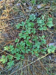 Potentilla