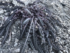 Pedicularis semibarbata