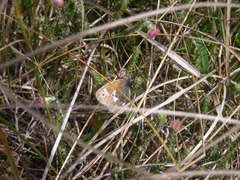 Coenonympha tullia