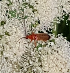 Rhagonycha fulva