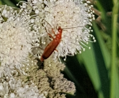 Rhagonycha fulva