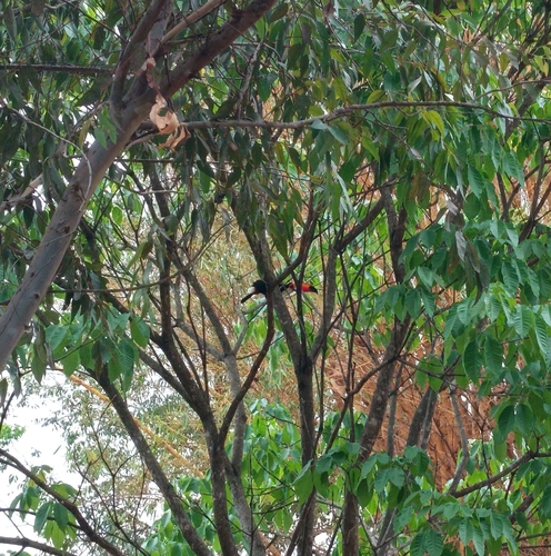 Toco Toucan