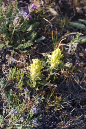 snow Indian paintbrush (Castilleja nivea)