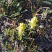 Castilleja nivea - Photo (c) wsnyder014, some rights reserved (CC BY-NC)