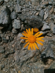 Senecio doronicum