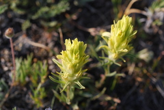 Castilleja nivea