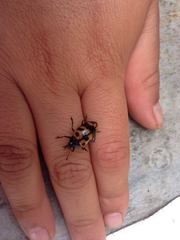 Oligocorynus caciqus