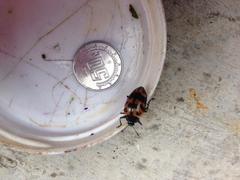 Oligocorynus caciqus