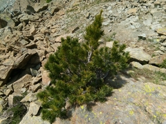 Pinus cembra