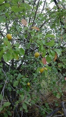 Prunus ursina