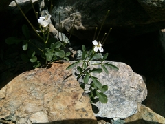 Cardamine plumieri