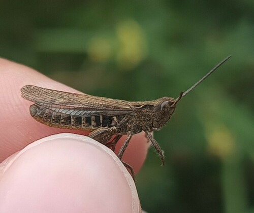 Bow-winged Grasshopper, photo 2 of 7