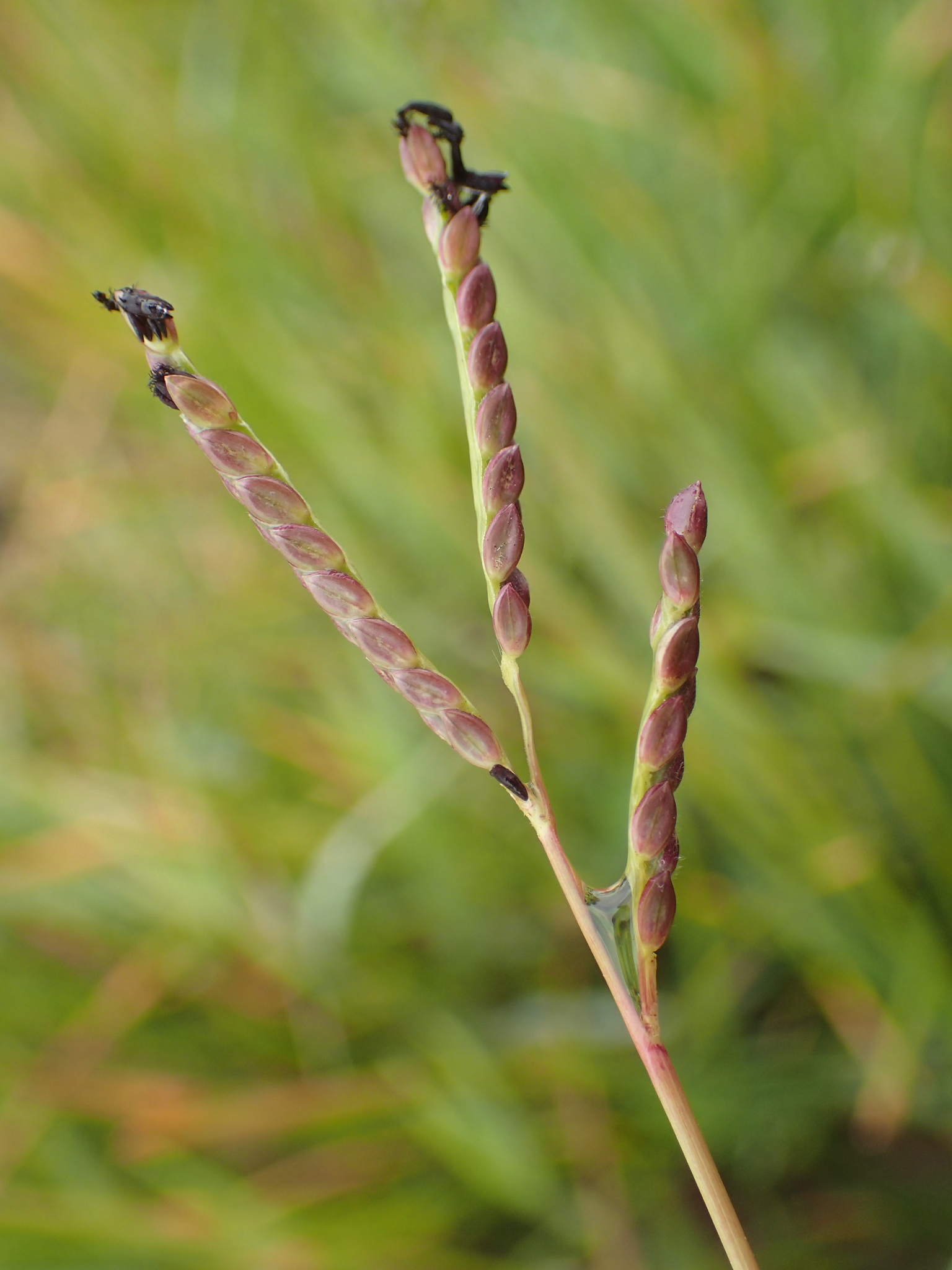 Paspalum distichum