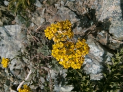 Odontarrhena argentea