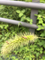 Pachygrontha antennata