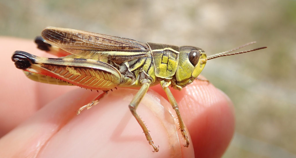 Arcyptera microptera