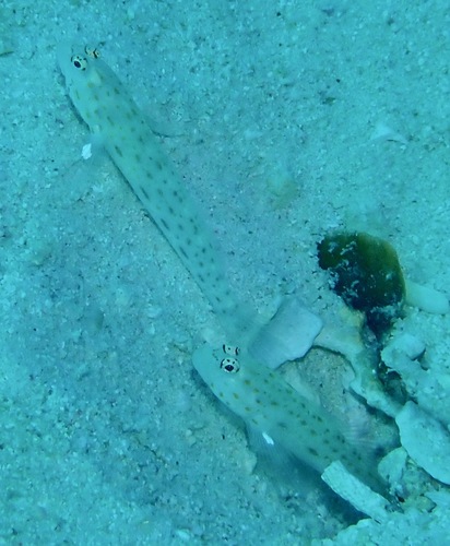 Ctenogobiops pomastictus