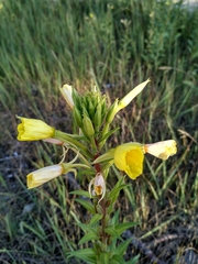 Oenothera rubricaulis
