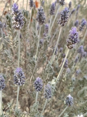 Lavandula dentata image