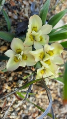 Moraea tricolor