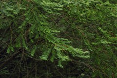 Taxus globosa