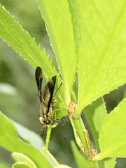 Chrysops macquarti