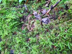 Craterellus calyculus