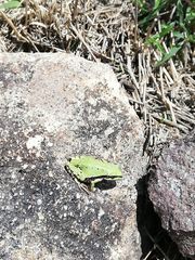 Hyla eximia