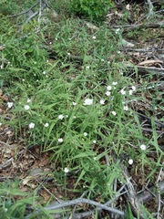 Pseudostellaria jamesiana