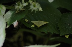 Zanclognatha pedipilalis