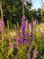 Lythrum salicaria