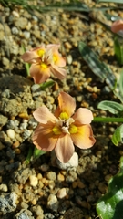 Moraea tricolor