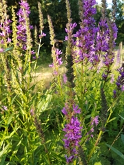 Lythrum salicaria