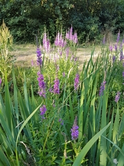 Lythrum salicaria