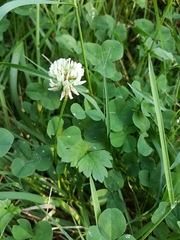 Trifolium repens