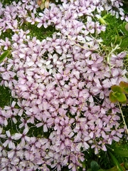 Silene acaulis exscapa