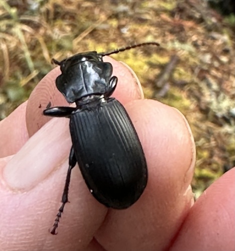 Pterostichus lama photo 4