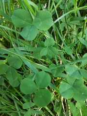Trifolium repens