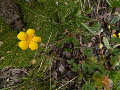Potentilla aurea